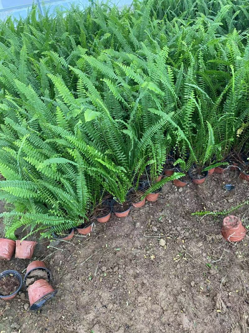 肾蕨基地肾蕨批发肾蕨自产自销