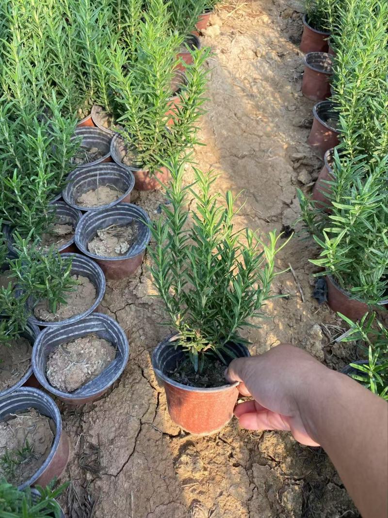 精品迷迭香优质迷迭香迷迭香自产自销