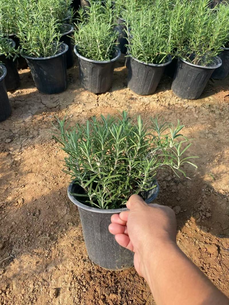 精品迷迭香优质迷迭香迷迭香自产自销