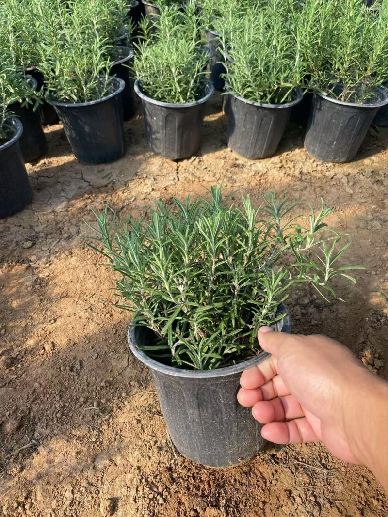 精品迷迭香优质迷迭香迷迭香自产自销