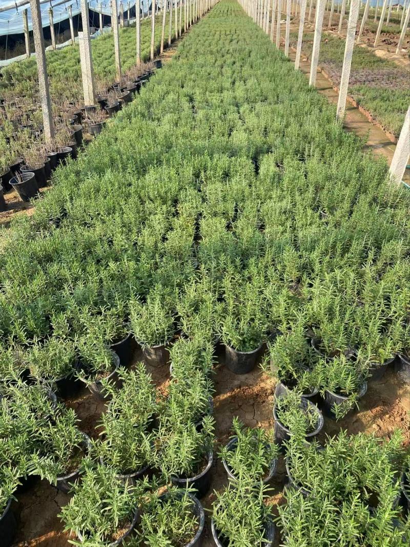 精品迷迭香优质迷迭香迷迭香自产自销