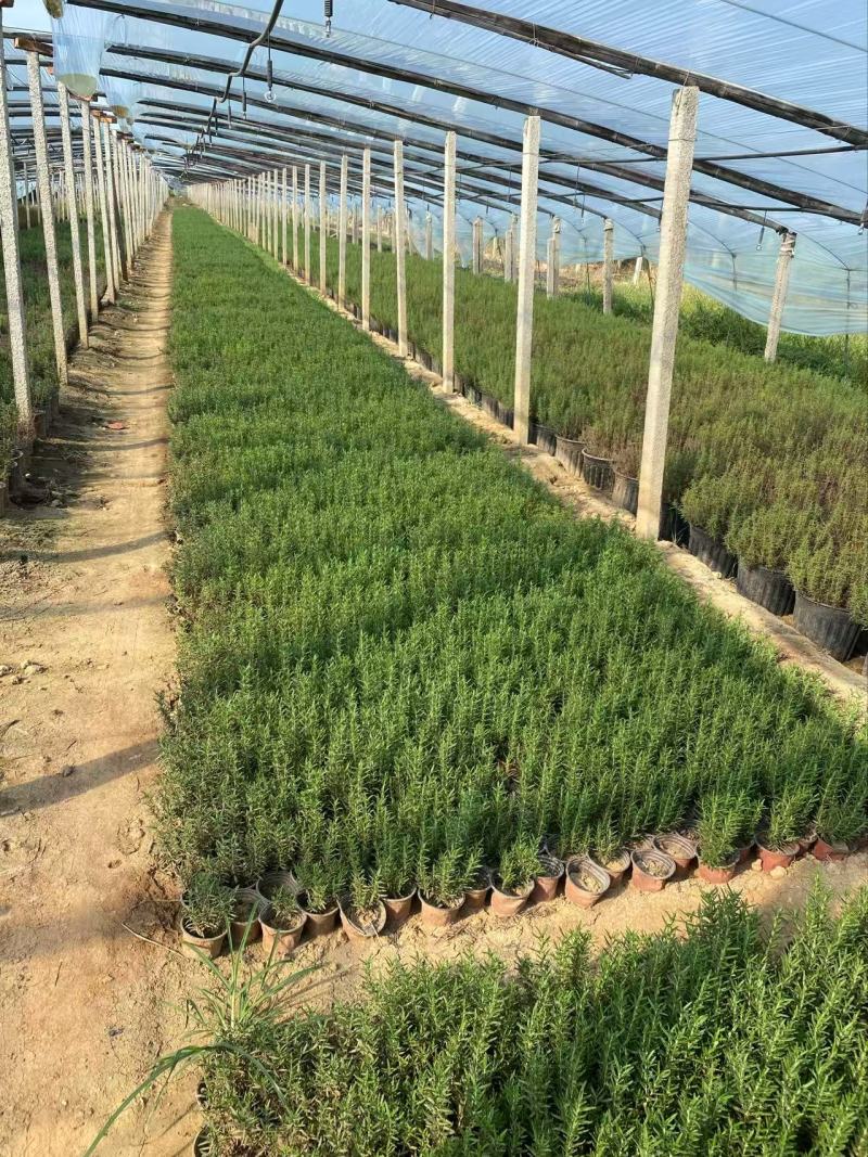 精品迷迭香优质迷迭香迷迭香自产自销