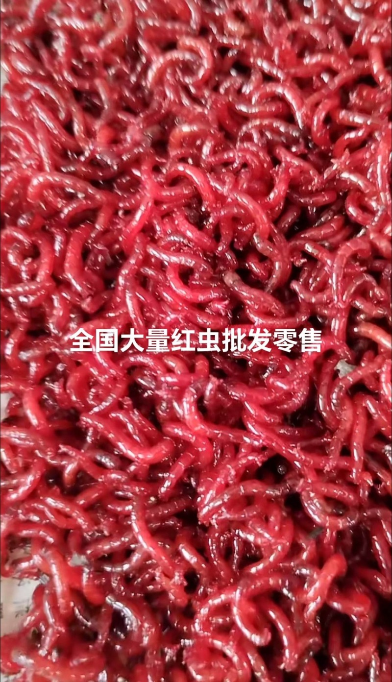 红虫一手货源全国包送家价格便宜跑量价量大优惠
