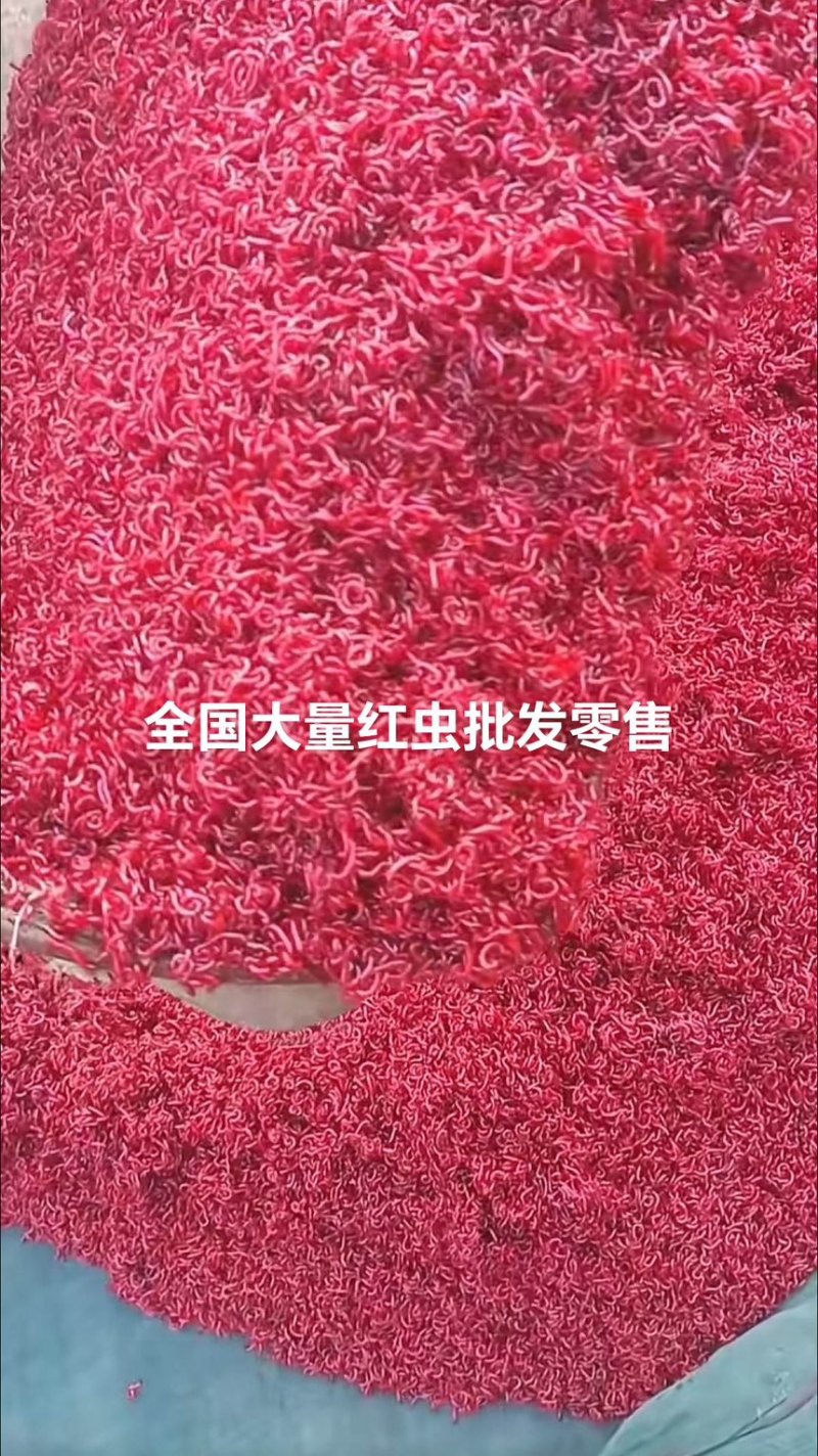 红虫一手货源全国包送家价格便宜跑量价量大优惠