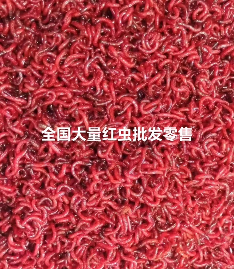红虫一手货源全国包送家价格便宜跑量价量大优惠