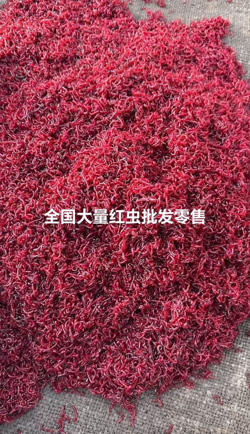 红虫一手货源全国包送家价格便宜跑量价量大优惠