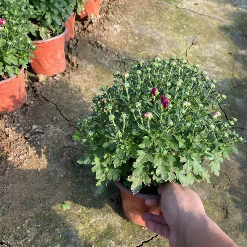 精品国庆菊优质国庆菊国庆菊自产自销
