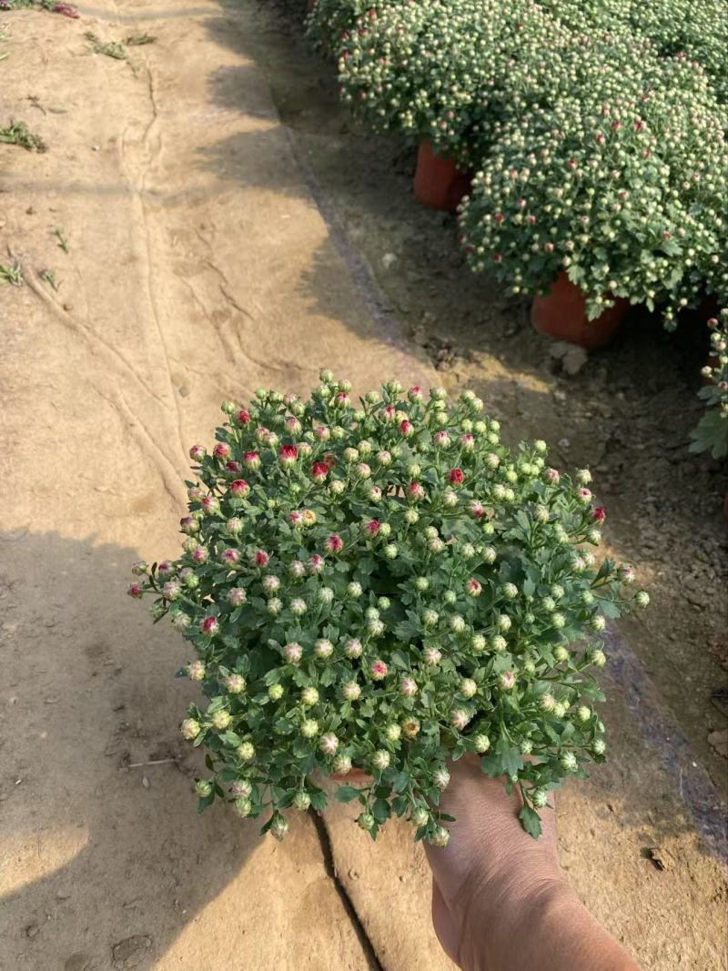 精品国庆菊优质国庆菊国庆菊自产自销