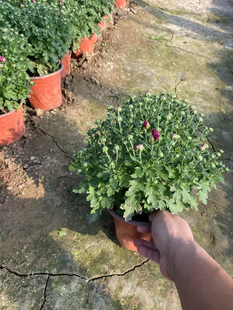 精品国庆菊优质国庆菊国庆菊自产自销