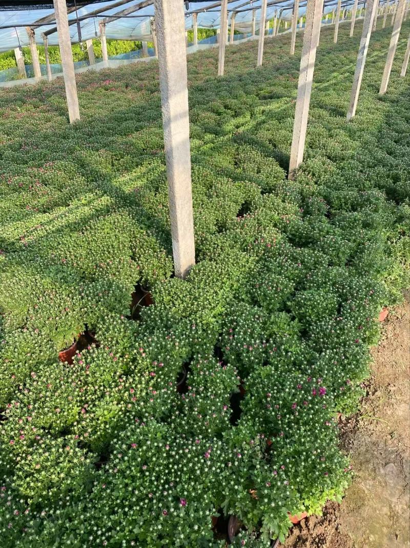 精品国庆菊优质国庆菊国庆菊自产自销