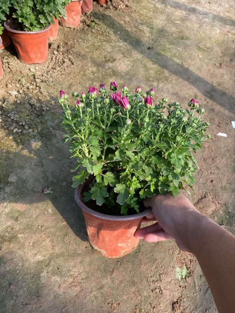 精品国庆菊优质国庆菊国庆菊自产自销