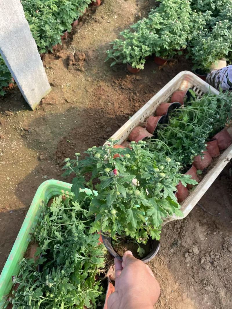 精品国庆菊优质国庆菊国庆菊自产自销