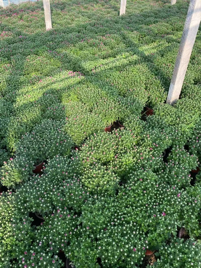 精品国庆菊优质国庆菊国庆菊自产自销