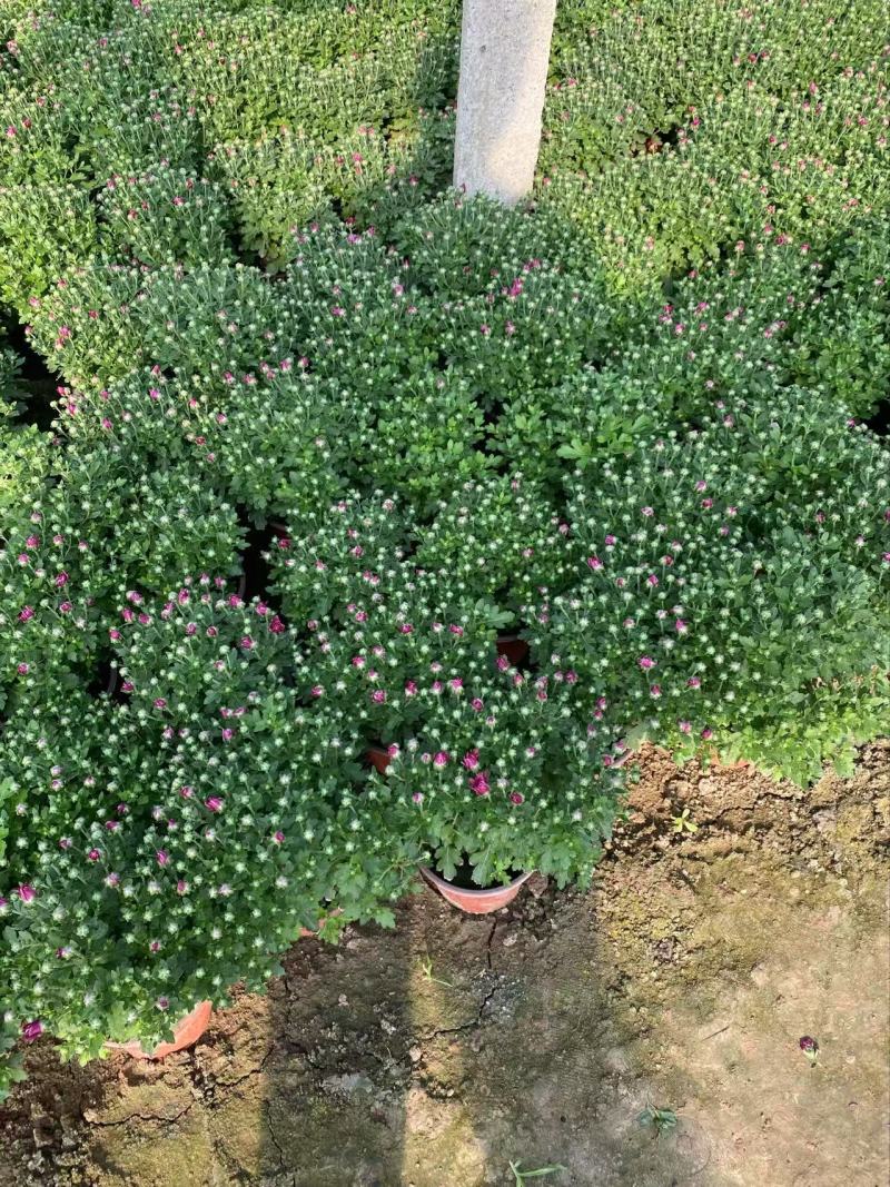 精品国庆菊优质国庆菊国庆菊自产自销