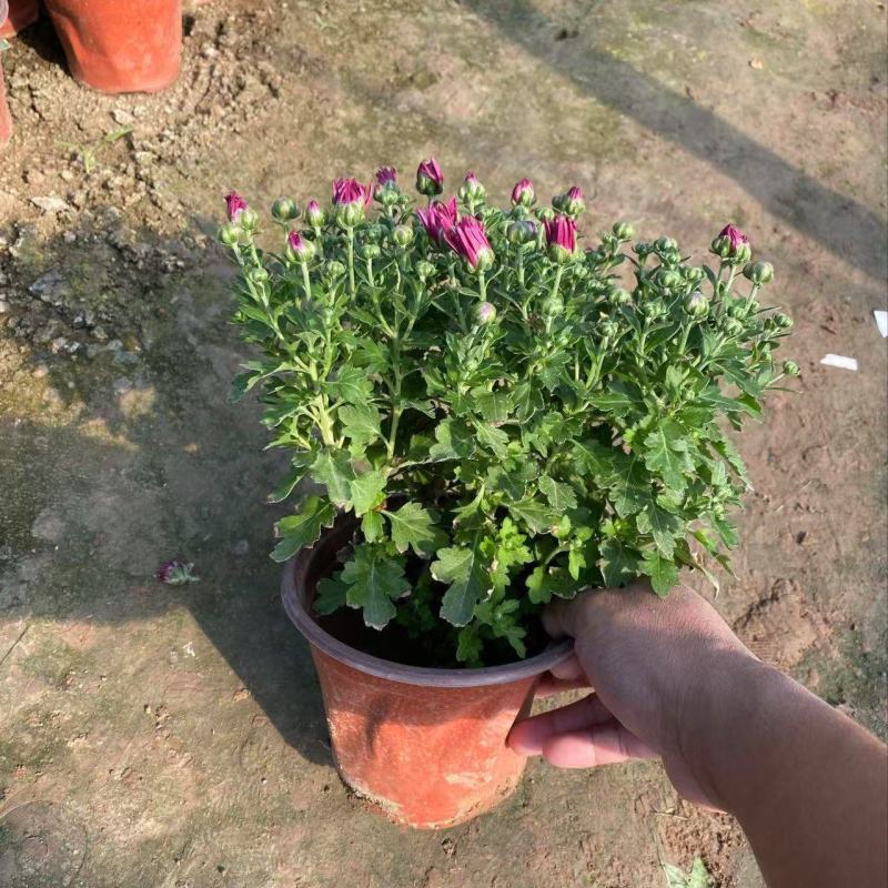 精品千头菊优质千头菊千头菊自产自销