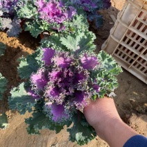 精品羽衣甘蓝优质羽衣甘蓝羽衣甘蓝自产自销