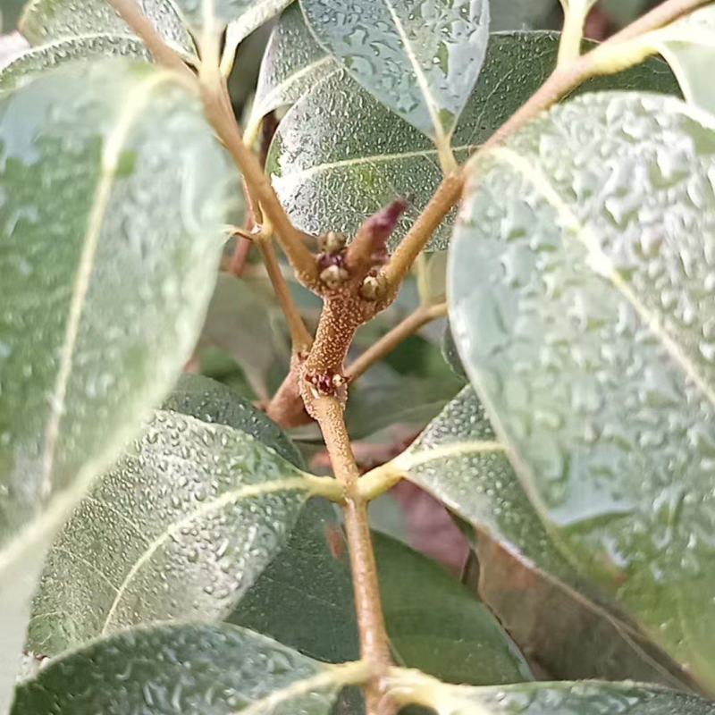 精品荔枝大量有货品质保证量大从优欢迎选购