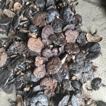 灵芝品质保证产地直供诚信经营