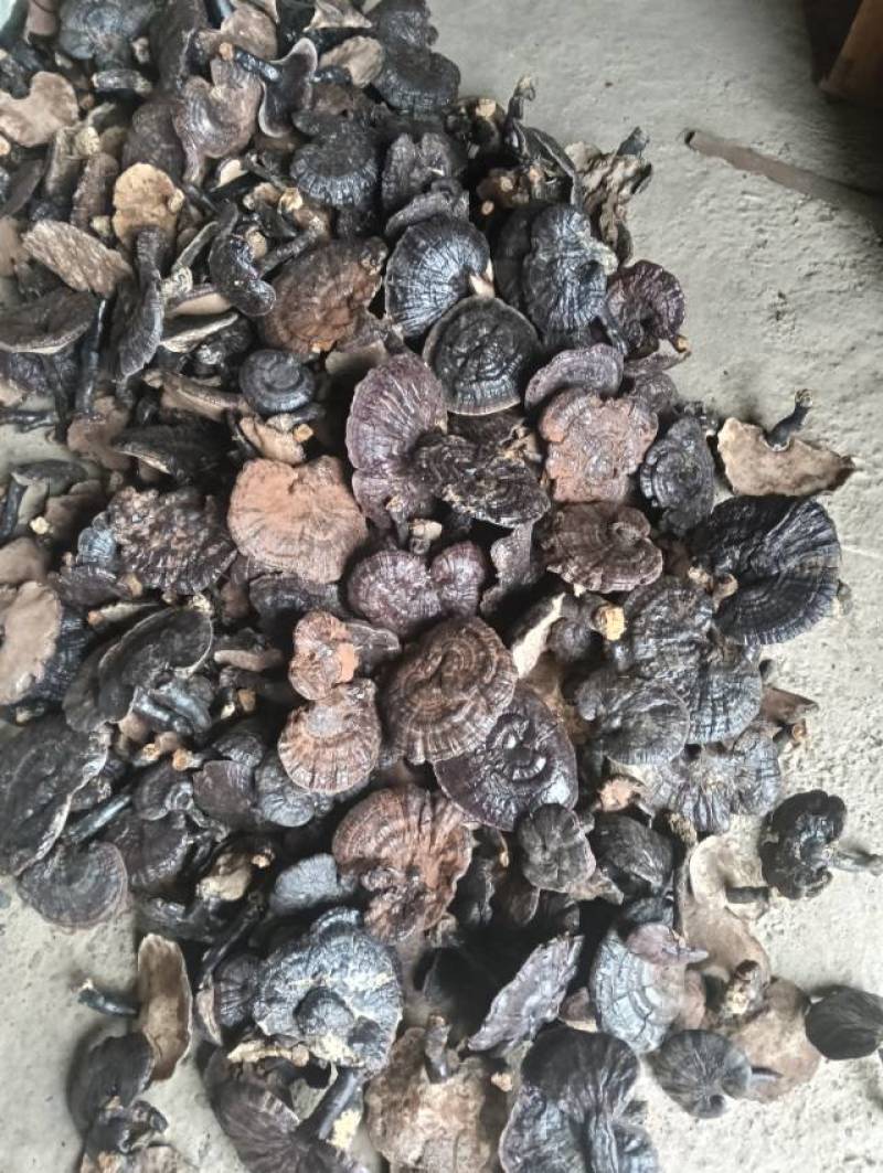 灵芝品质保证产地直供诚信经营