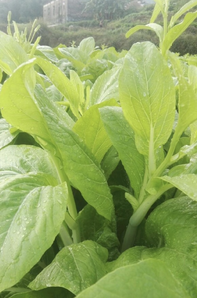 精品白菜苔欢迎老板来发财