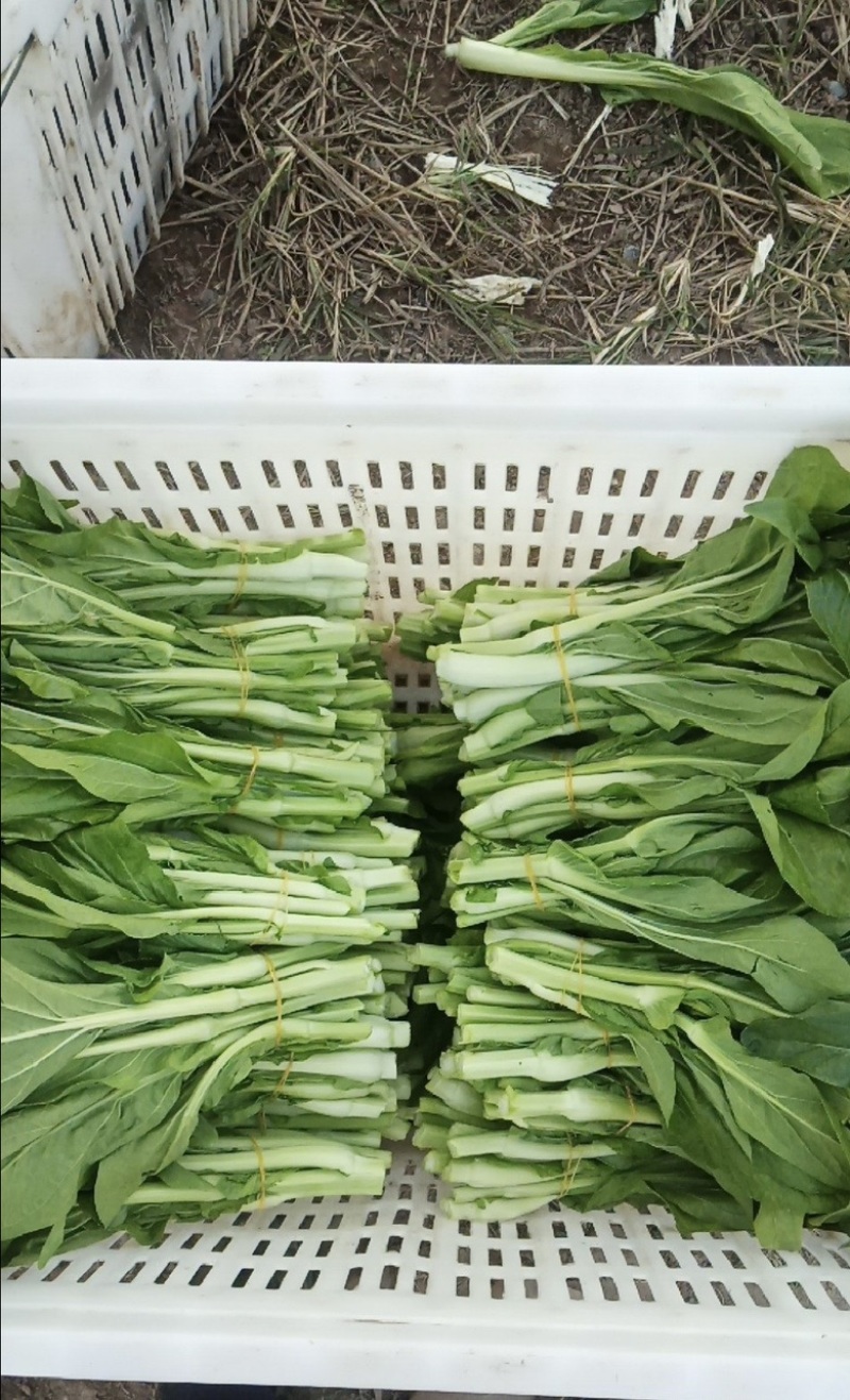 精品白菜苔欢迎老板来发财