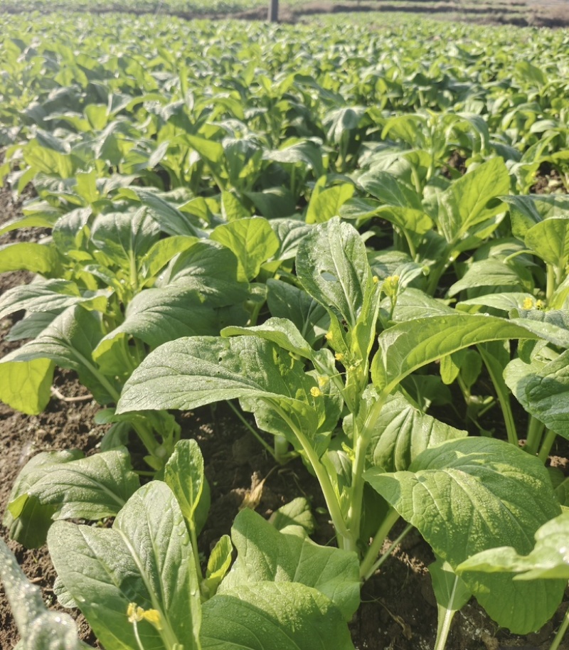 精品白菜苔欢迎老板来发财