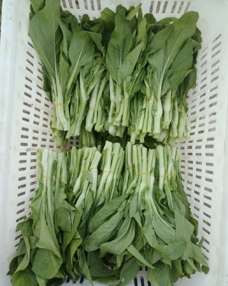 精品白菜苔欢迎老板来发财