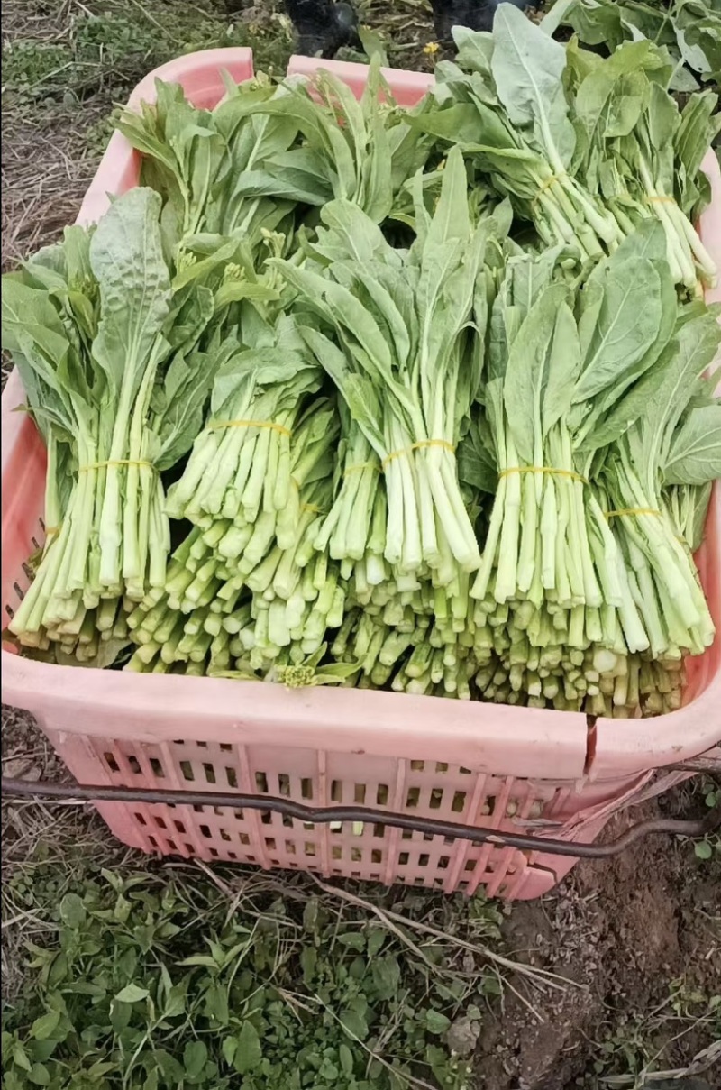 精品白菜苔欢迎老板来发财