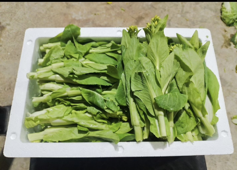 精品白菜苔欢迎老板来发财