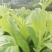 精品白菜苔欢迎老板来发财