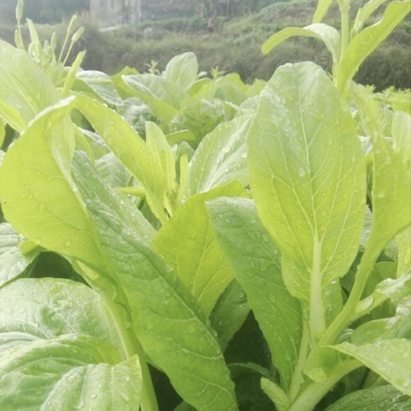 精品白菜苔欢迎老板来发财