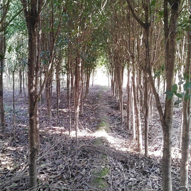 大量供应3-5公分垃圾桂花