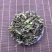 【猫须草】猫须草量大从优物美价廉产地直供