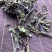 【猫须草】猫须草量大从优物美价廉产地直供
