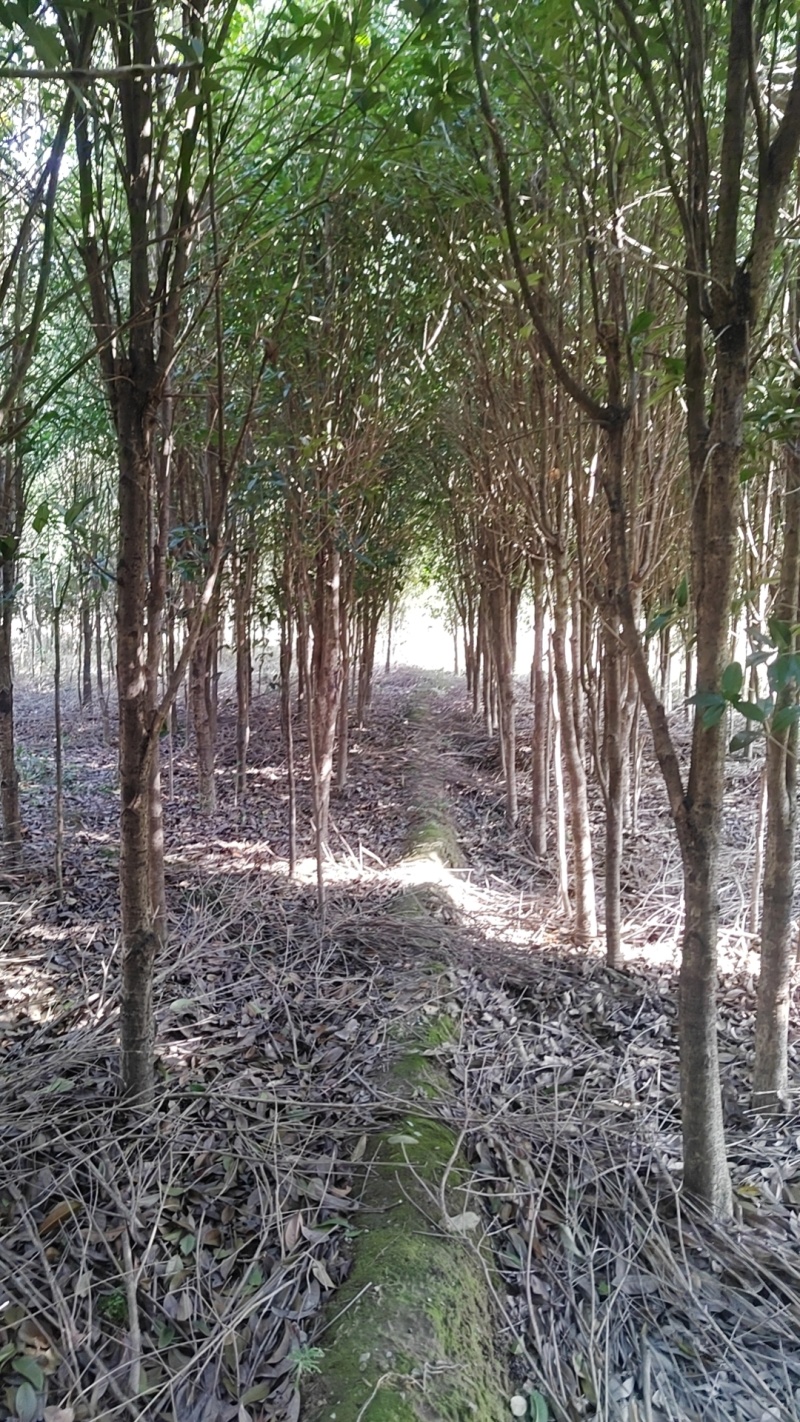 大量供应3-5公分垃圾桂花
