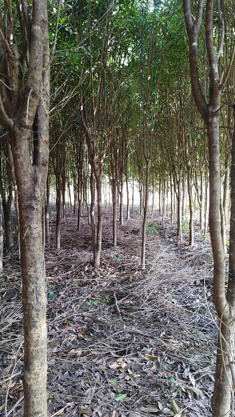 大量供应3-5公分垃圾桂花