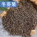 【冬葵子】冬葵子各种规格产地直供量大从优