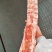 猪脊骨（龙骨）