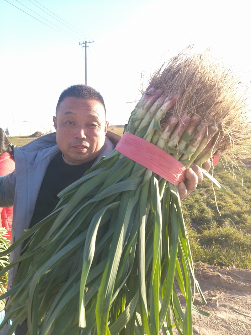 江苏徐州丰县红根蒜苗大量上市，全国发价