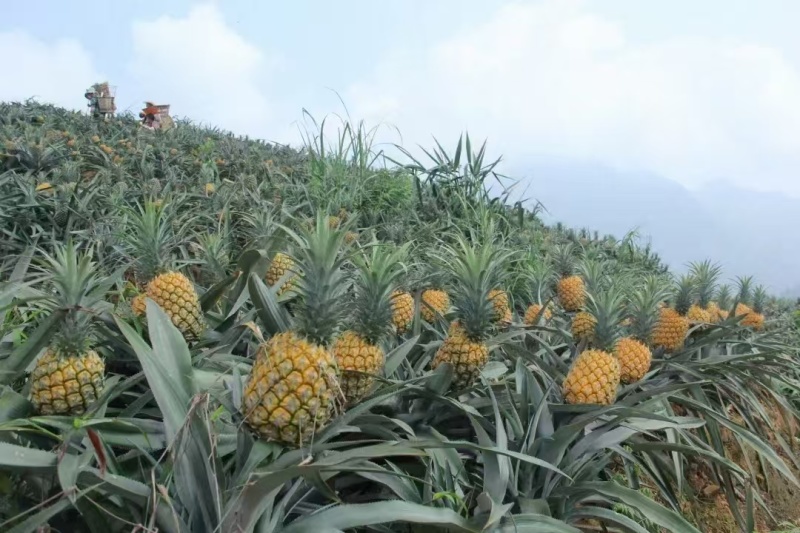 香水菠萝即将大量上市产地直发价格优惠口感甜欢迎来电