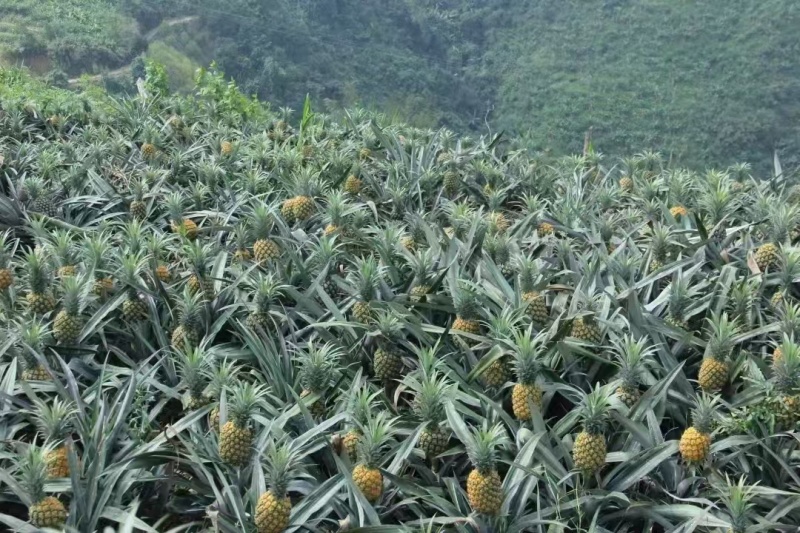香水菠萝即将大量上市产地直发价格优惠口感甜欢迎来电