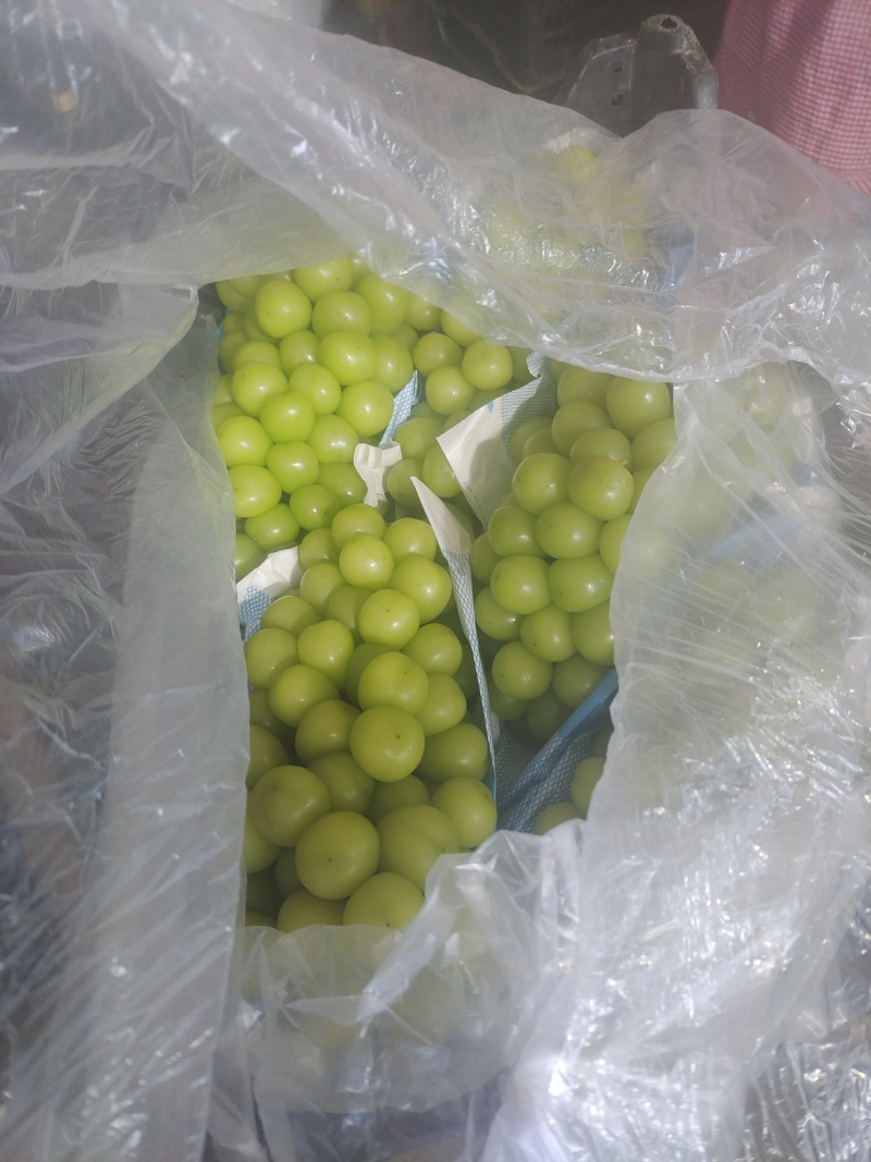 大量供应山东青岛莱西精品阳光玫瑰晴王葡萄