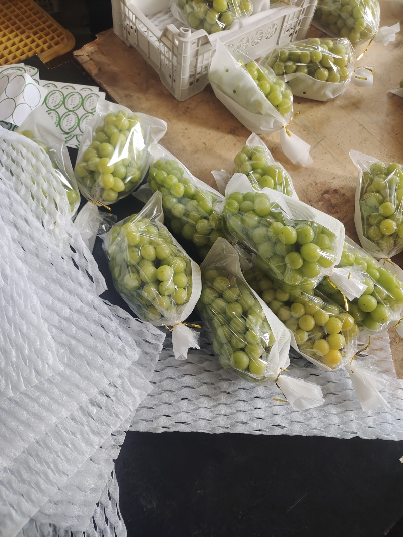 大量供应山东青岛莱西精品阳光玫瑰晴王葡萄