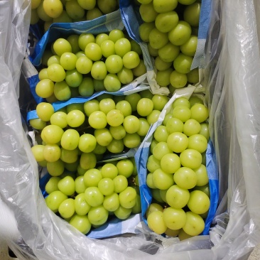 大量供应山东青岛莱西精品阳光玫瑰晴王葡萄