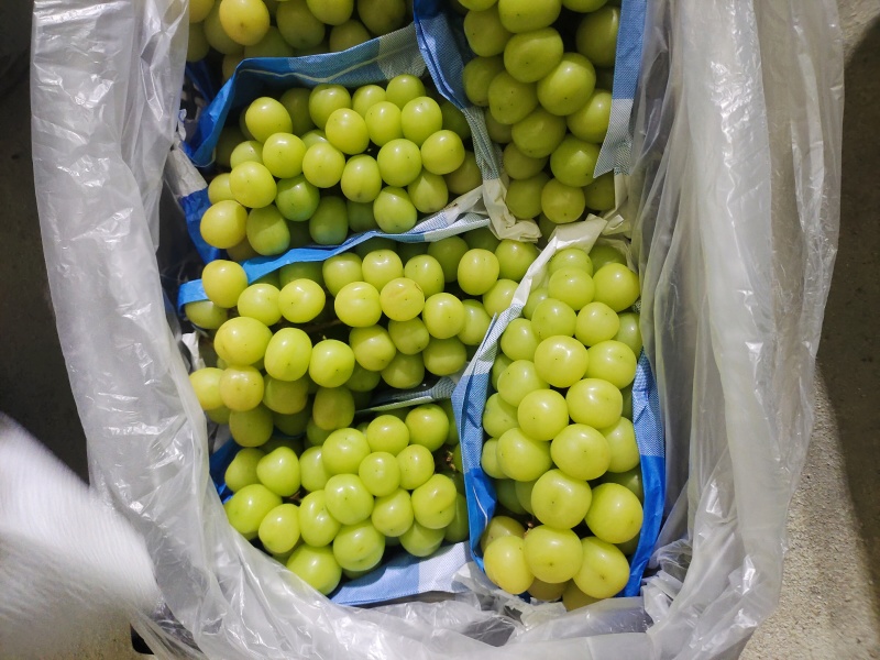 大量供应山东青岛莱西精品阳光玫瑰晴王葡萄