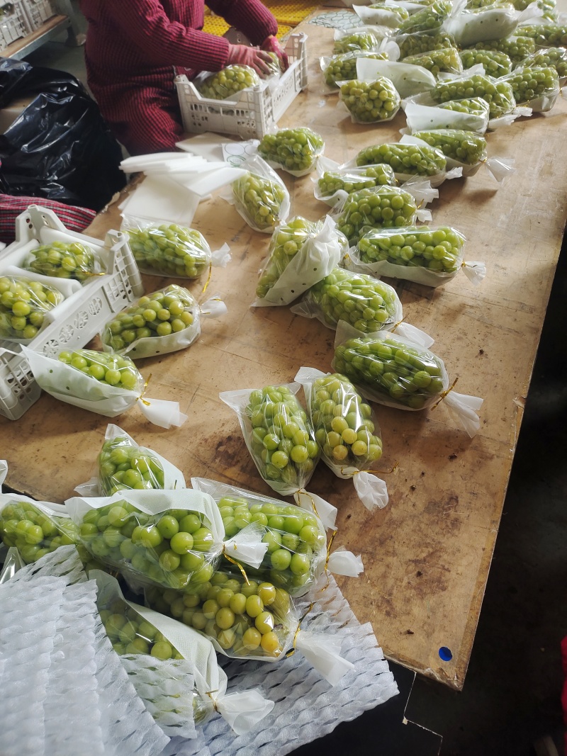 大量供应山东青岛莱西精品阳光玫瑰晴王葡萄