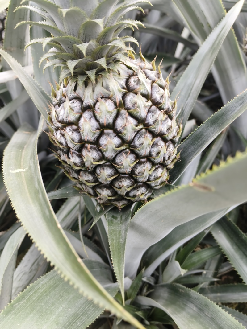 香水菠萝即将大量上市产地直发价格优惠口感甜欢迎来电