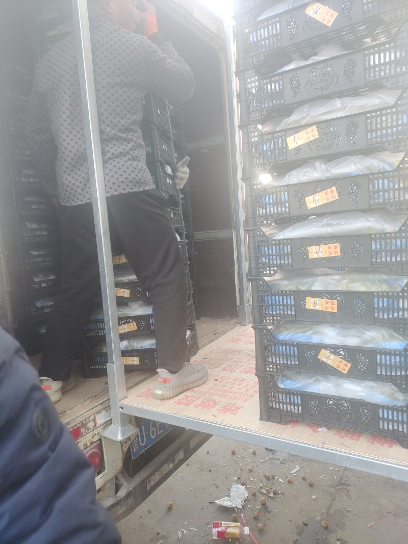 大量供应山东青岛莱西精品阳光玫瑰晴王葡萄