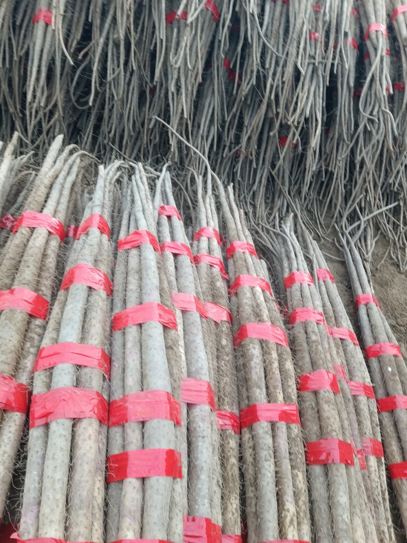 万亩红皮铁棍山药，货真价实一手货源品质保证