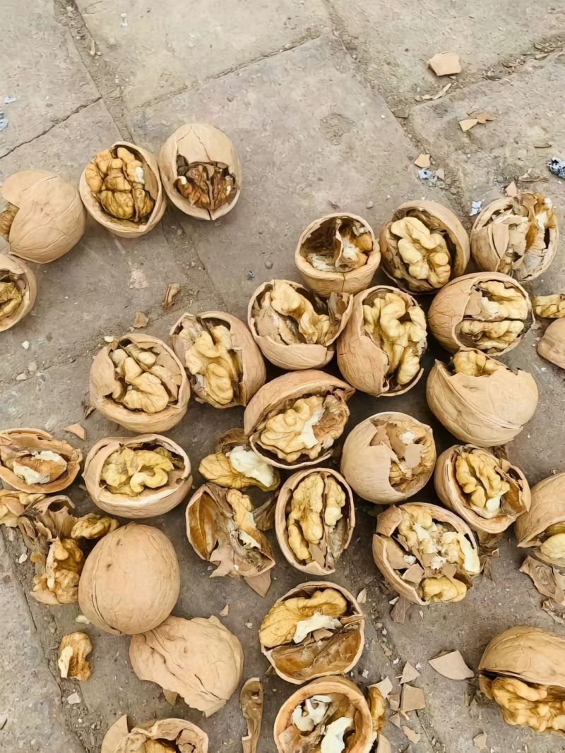 185纸皮核桃产地直发品质保证一手货源大量现货手捏品质